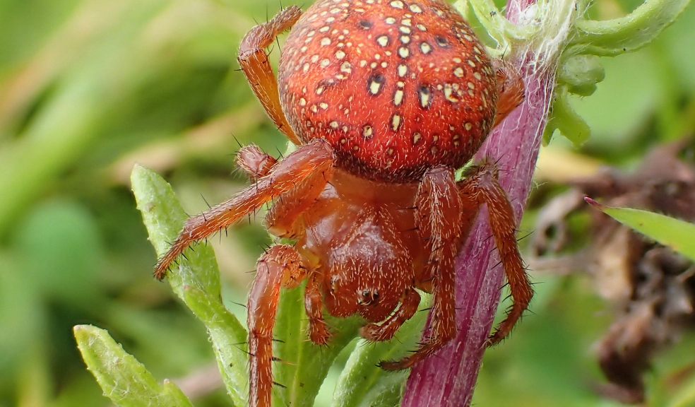 Rare strawberry spider discovered in Devon The Exeter Daily